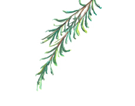 Illustration Kräuter