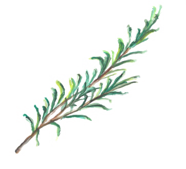 Illustration Kräuter