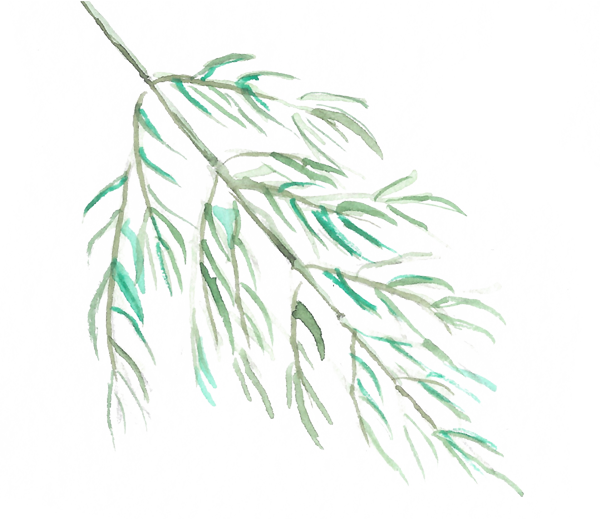 Illustration Kräuter